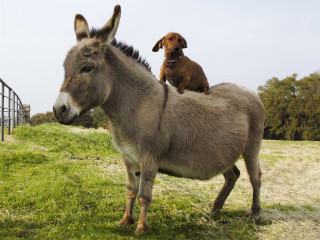 Dog donkey field fence bush - amédée ozenfant free wallpaper