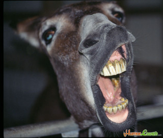 Horse mouth open teeth missing - mouth free wallpaper