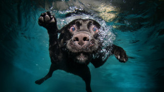 Dog swimming paws up camera - his paw free wallpaper