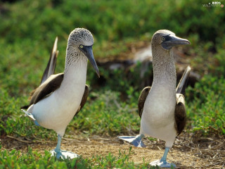 Two birds standing on grass - bird free wallpaper for desktop