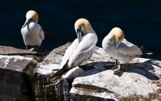 Three birds rock water camera - the water free wallpaper