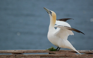 Bird beak open ledged water - dynamic pose free wallpaper