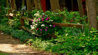 Wooden fence flowers house red - a wooden fence free wallpaper