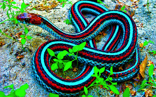 Colorful snake plant leaves ground 2 - snake free wallpaper