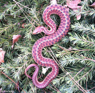 Snake curled tree branch woods - cobra free wallpaper