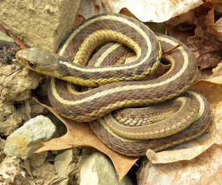 Snake curled leaf ground woods - female free wallpaper