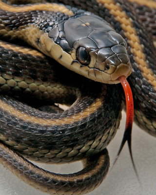 Snake red tongue sticking out - andries both free wallpaper