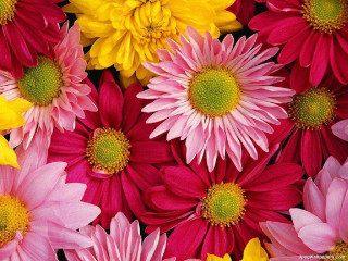 Flowers grass bunch together nature 2 - a green center free wallpaper