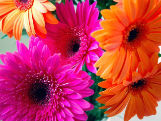 Vase filled colorful flowers table - colorful flower free wallpaper