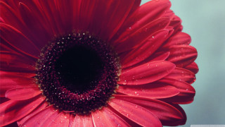 Red flower water droplets blue 3 - a red flower free wallpaper