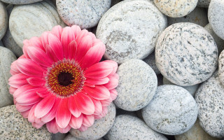 Pink flower white rocks garden - constance copeman free wallpaper
