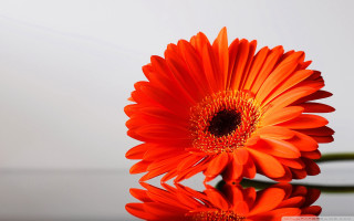 Flower closeup white background water - a white background behind free wallpaper