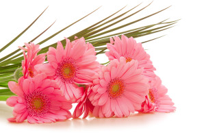 Pink flowers green plant white - a green plant free wallpaper