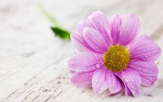Purple flower water droplets white - a green stem in the background free wallpaper