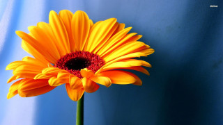 Yellow flower red center blue 5 - a blue wall behind free wallpaper