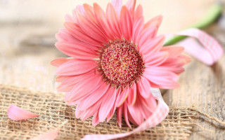 Pink flower burlap - a pink flower free wallpaper