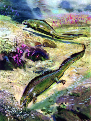 Lizards field grass flowers painting - the other free wallpaper