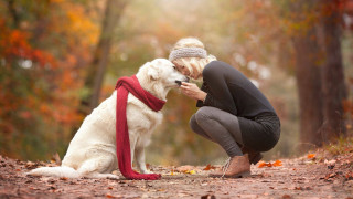 Woman kneeling white dog forest - a red scarf free wallpaper