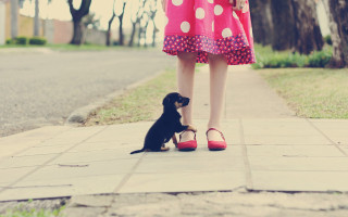 Little dog woman pink dress - a sidewalk free wallpaper