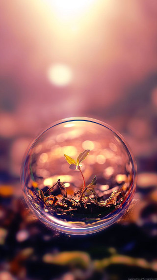 Small plant glass bowl water 2 - a small plant free wallpaper