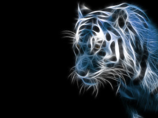 Blue tiger dark head turned - eye open free wallpaper