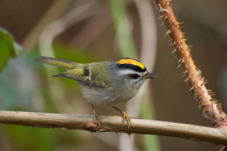 Small bird perched branch yellow - male free wallpaper