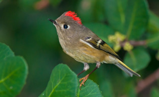 Bird red head mohawk leafy - magic realism free wallpaper