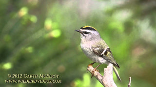 Small bird branch forest illustration - an illustration free wallpaper