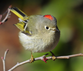 Small bird perched branch blurry 4 - a blurry background of leaves free wallpaper