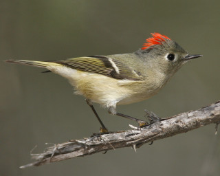 Small bird red mohawk branch - incoherent free wallpaper