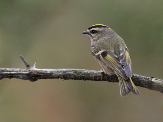 Small bird perched branch blurry 6 - a blurry background of leaves free wallpaper