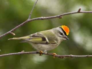 Small bird yellow orange head - a branch of a tree free wallpaper