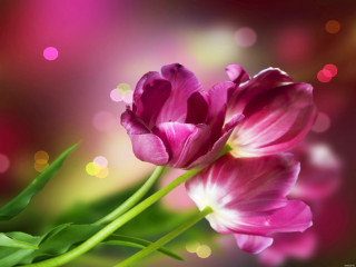 Pink flower closeup blurry background - a pink flower free wallpaper