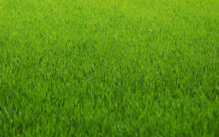 Field green grass blurry background - thin free wallpaper