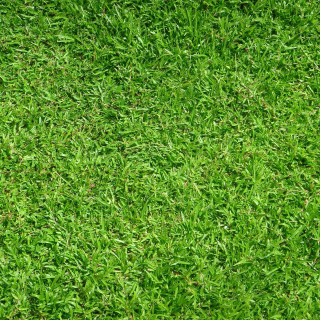 Green bird grass fence nature - a black bird free wallpaper
