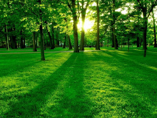 Grassy field trees sunlight background - a grassy field free wallpaper