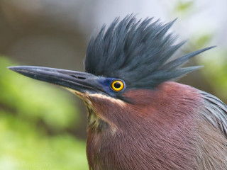 Bird long haircut yellow eye - sharp high detail free wallpaper
