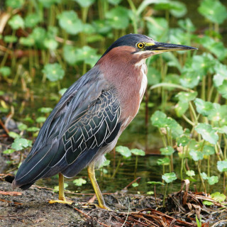Bird standing ground water plants - water free wallpaper