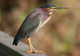 Bird long beak wooden ledge - a blurry background of trees and bushes free wallpaper