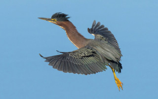 Bird flying wings spread wide 3 - upper body free wallpaper