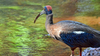 Bird long neck pond water - a pond of water free wallpaper