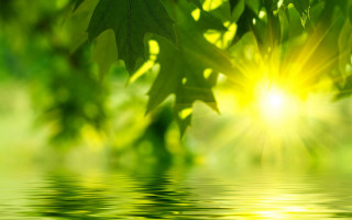 Green leaf water reflection sunlight 2 - the sun free wallpaper for desktop