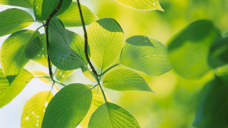 Green leaf closeup sunlight depth - sunlight free wallpaper