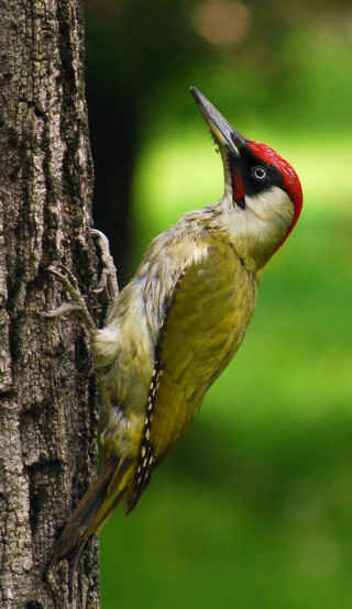 Bird red head black beak - free nature wallpaper