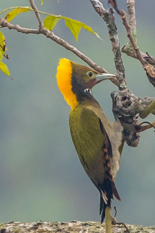 Yellow bird branch background tree - free bird wallpaper
