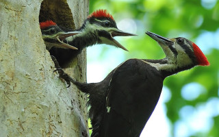 Two woodpeckers tree trunk looking - institutional free wallpaper