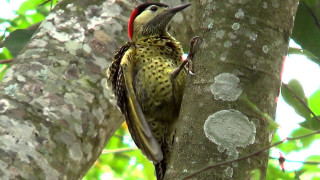 Bird perched tree branch forest 7 - video art free wallpaper