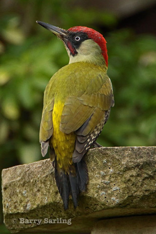 Red head bird branch tree 2 - free bird wallpaper