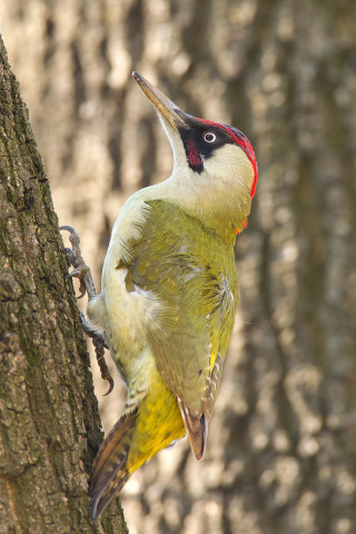 Yellow red bird perched tree - free bird wallpaper