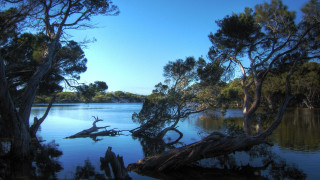 Lake trees branches blue sky - a few branch free wallpaper